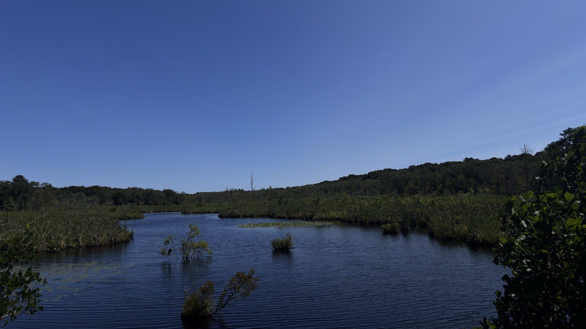 Marsh and still water lined with green trees